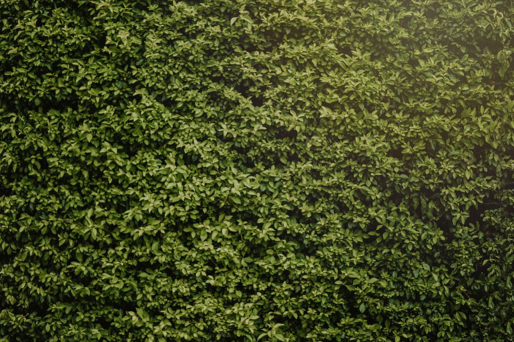 Jak odgrodzić się od sąsiada roślinami